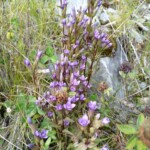 Feldenzian Feldenzian