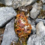 Chocolatechiplichen Chocolatechiplichen