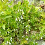 Augentrost Augentrost