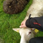 Zutrauliches Schaf Zutrauliches Schaf