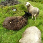 Dreckiges Schaf :D Dreckiges Schaf :D