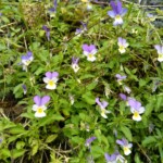 Viola Tricolor Viola Tricolor