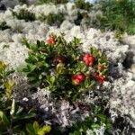 Preiselbeere Preiselbeere