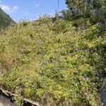 Ein hübsches Dach mit Viola Tricolor Ein hübsches Dach