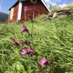 Lichtnelke Lichtnelke