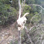 Das passiert mit bösen Ziegen! Ziegen!