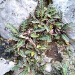 Asplenium ceterach Farn