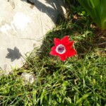 Anemone pavonina - Pfauen-Anemone Pfauen-Anemone