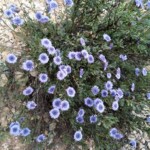 Strauchige Kugelblume - Globularia alypum Strauchige Kugelblume