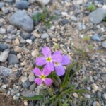 Meerstrand-Malcolmie - Malcolmia martimia Meerstrand-Malcolmie