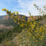 Ginster & Leonidio - Anthyllis hermanniae Ginster & Leonidio