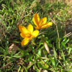 Crocus spec. Krokus
