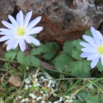 Apennin-Windröschen - Anemone apennina Apennin-Windröschen