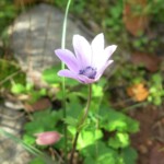 Anemone pavonina Pfauenanemone