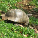 Eine große Schildkröte Schildkröte