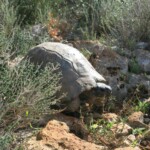 und noch eine Schildkröte