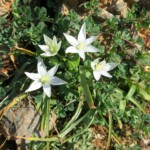 Ornithogalum atticum Milchstern