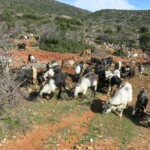 Ziegenherde Ziegenherde