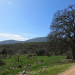 Grüne Felder mit stattlicher Eiche Grüne Felder