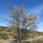 Mandelbaum in Blüte Mandelbaum in Blüte