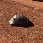 und die dritte Schildkröte Schildkröte