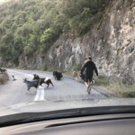 Udo der Ziegentreiber :D Udo der Ziegentreiber :D