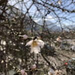 Mandelblüte Mandelblüte