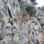 Die Ziegen die Steine werfen... Die Ziegen