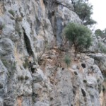 Die Ziegen die Steine werfen... Die Ziegen...