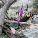 Alpenveilchen Alpenveilchen