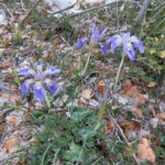 Iris unguicularis - Kretische Schwertlilie Kretische Schwertlilie