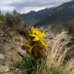 Asphodeline lutea – Gelbe Junkerlilie Gelbe Junkerlilie