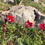 Anemone pavonina - Pfauen-Anemone Pfauen-Anemone