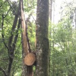 Gespaltener Baum Gespaltener Baum