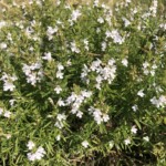 Augentrost Augentrost