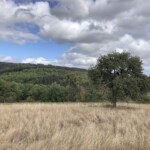 und Apfelbaum und Apfelbaum