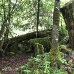 Im Schwarzwald ist es eher grün Im Schwarzwald