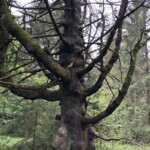 Wie gesagt eher grün im Schwarzwald Wie gesagt eher grün...