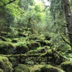 Grüner Schwarzwald... Schwarzwald...