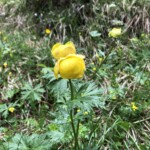 Trollblume Trollblume