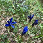 Schusternägel (Enzian) Schusternägel