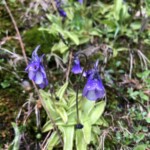 Lilanes Fettkraut Lilanes Fettkraut