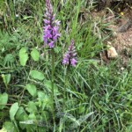 Geflecktes Knabenkraut Geflecktes Knabenkraut