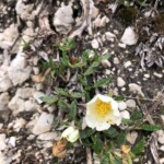 Silberwurz Silberwurz