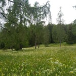 Blumenwiese Blumenwiese