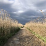 Weg durch den Sumpf Weg durch den Sumpf