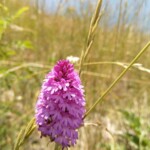 Knabenkraut spec Knabenkraut spec