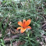 Feuerlilie Feuerlilie