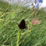 Kohlröschen Kohlröschen