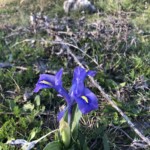 Mittags Schwertlilie